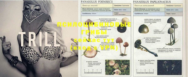 PSILOCYBIN Абаза